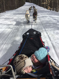 The musher eye view of the sled dog team on the trail.