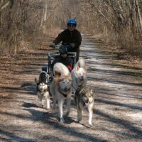 Scouts enjoy dryland dog sledding