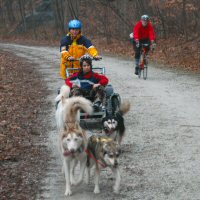 The highlight of the day was the dryland dog sledding ride