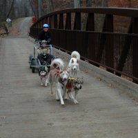 The Cub Scouts were able to take a dryland dog sled ride.