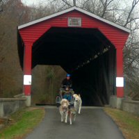 The team pulls one of the Cub Scouts through a covered bridge.