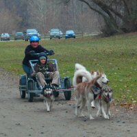 Cub Scouts going dryland dog sledding.