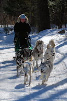 Our sled dogs run hard.