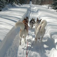 The team shows their butts to the musher
