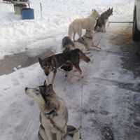 The sled dogs wait on the picket before a run