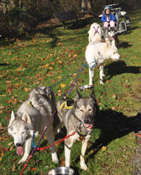 The sled dog team waits during a break in the action