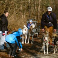 The girl scouts helped give sled dogs water.