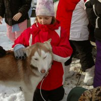 Girl scouts learned about the types of dog breeds used for dog sledding.