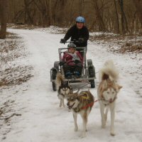 Dryland dog sledding in Maryland.