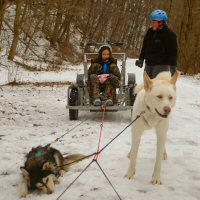 Hard working sled dogs