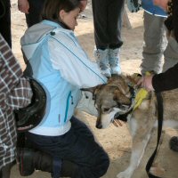 Learning about dog sledding harnesses