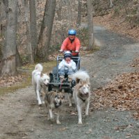 Dog sledding through Fair Hill