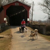 Dryland dog sledding through a covered bridge