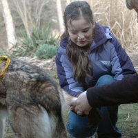 Sled dogs wear booties