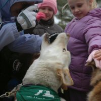 Canine dentistry