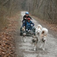 Even older siblings went dog sledding