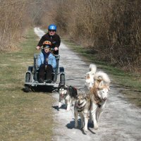 Sled dogs pull into Freeland Maryland.