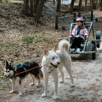 Okemo and T-Bone wait for thier next ride