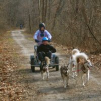 Girl scouts mushing in northern Baltimore county.