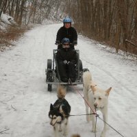 Future of dryland dog sledding