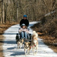 Dryland dog sledding in Baltimore County.