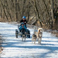 Snow covered trail during dryland dog sledding.