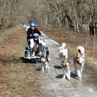 Dryland dog sledding in Baltimore County.