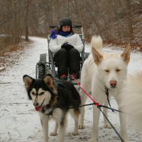 Dryland dog sledding in Northern Baltimore county.