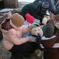 Girl scouts learned about the types of dog breeds used for dog sledding.