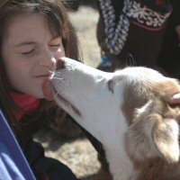 Sled dog Sobo makes friends