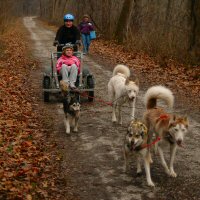 Sled dogs help teach dryland dog sledding.