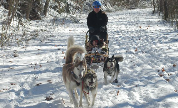 Home school children learned about dog sledding
