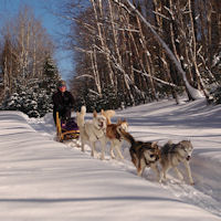 Run What You Brung is a train the trainer program for potential sled dogs.