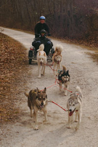 Catherine and the team of sled dogs on the Northern Central Rail Trail