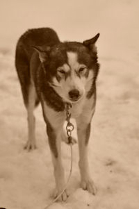 Luke came to visit with Maryland Sled Dog Adventures from 2010 - 2012