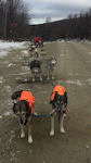 The Maryland Sled Dog Adventures LLC team training in Phillips Maine