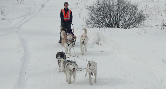Maryland dog sledding team hard at work