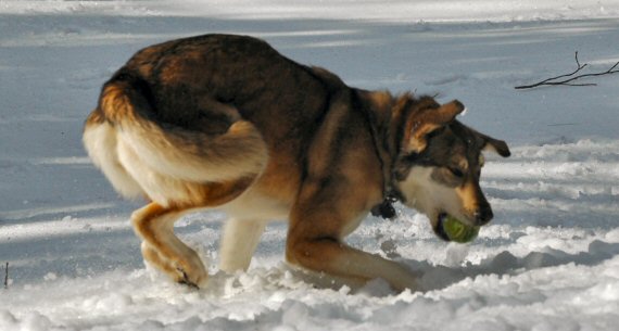 Zoe, our dog sledding team leader, retrieves a tennis ball in the snow near Baltimore, Maryland.