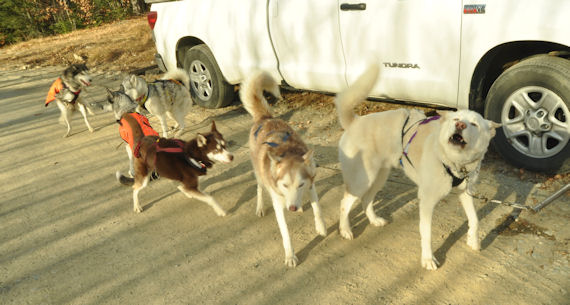 The sled dog team looks excited to hit the trails in central Maine.