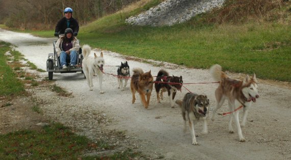 Siberian Husky Running