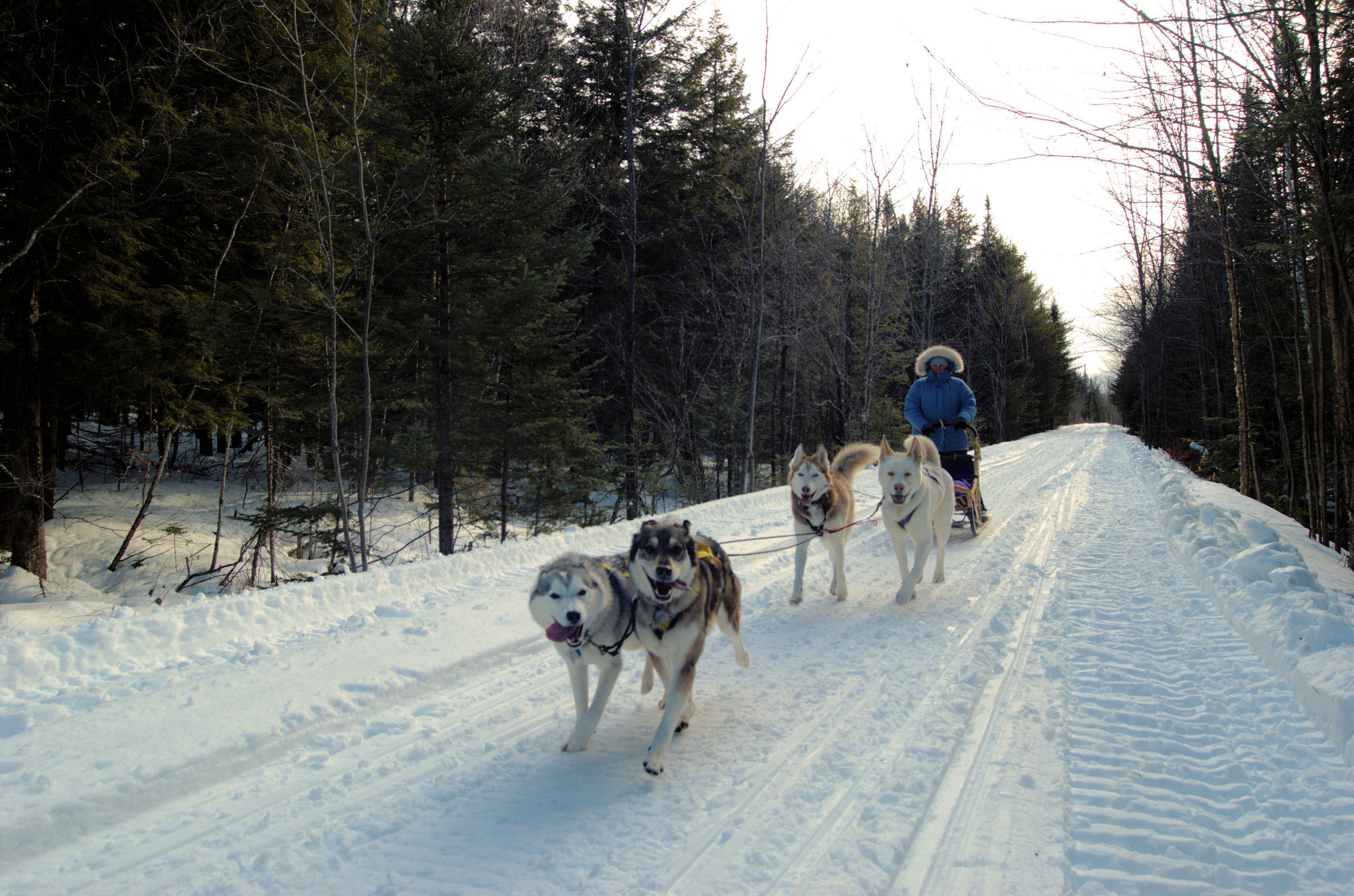 Maryland Dog Sledding: Photos from adventures in Maine