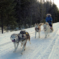 Sled dog team training near Farmington, Maine