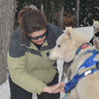Visiting sled dog Kelims Lumos serves as a model for harnessing