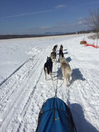 The view from the sled during the Maine State Championship Sled Dog Race in Farmington Maine