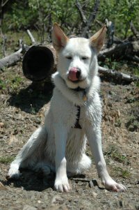 Okemo works hard as sleddog during the dogsledding season and gets to relax during the spring and summer.
