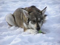Zoe, our Alaskan husky, chews a tennis ball in the snow in Killington, Vermont.