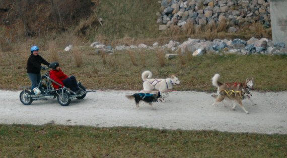 The sled dog team from above on the NCR trail.