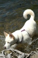 Sometimes our Northern breed dogs take a break from dog sledding: here, Okemo, our Siberian Husky - Akita mix (aka siberkita) swims in Virginia