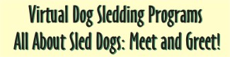 Virtual Dog Sledding Programs All About Sled Dogs