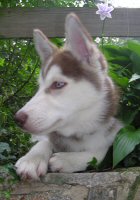 Sobo, our red and white Siberian Husky, only a few days after he came home.